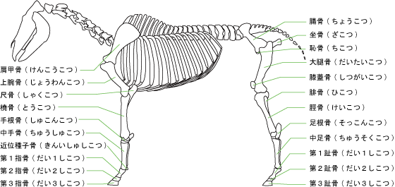 馬の骨格
